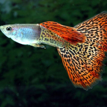 Poecilia reticulata