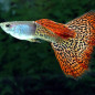Poecilia reticulata