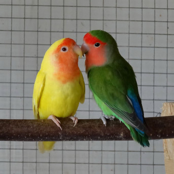 INSEPARABLE ROSEICOLIS