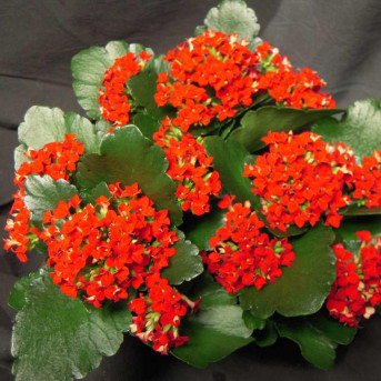 Kalanchoé