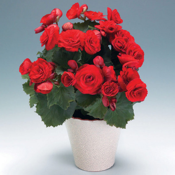 Bégonia Bégonia