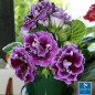 Gloxinia Gloxinia