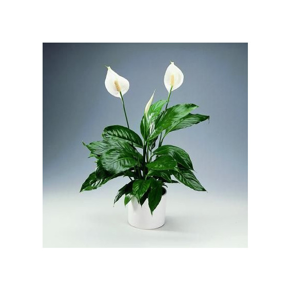 Spathiphyllum