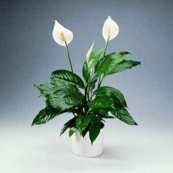 Spathiphyllum