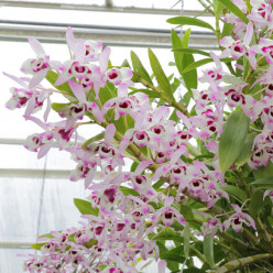 Dendrobium