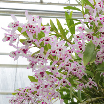 Dendrobium