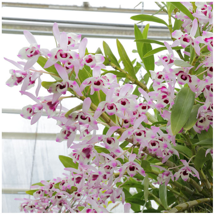 Dendrobium