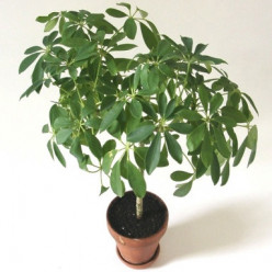 Schefflera