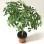 Schefflera Schefflera