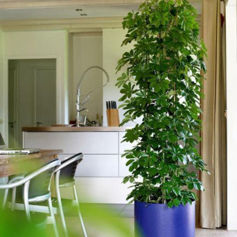 Schefflera