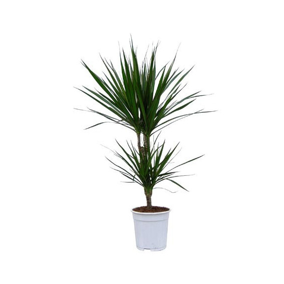 Dracaena marginata Dracaena marginata