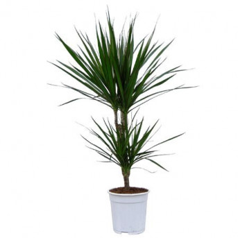 Dracaena marginata