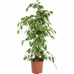 Ficus benjamina