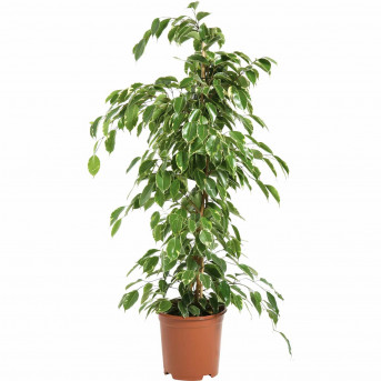 Ficus benjamina