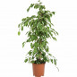 Ficus benjamina Ficus benjamina