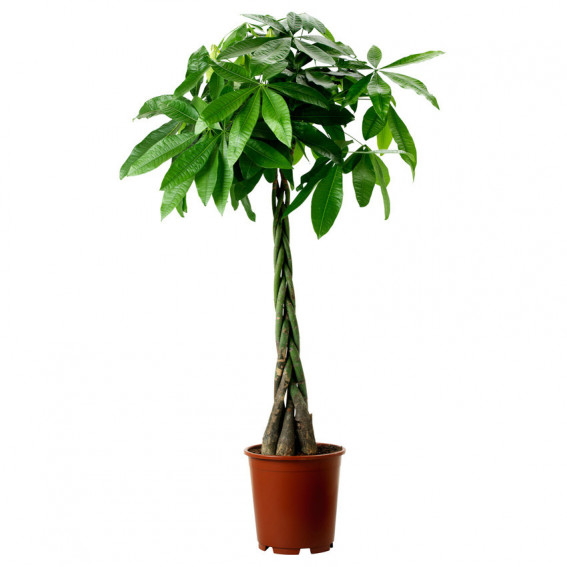 Pachira Pachira