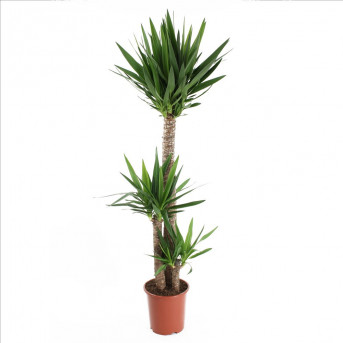 Yucca