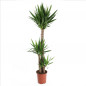 Yucca Yucca