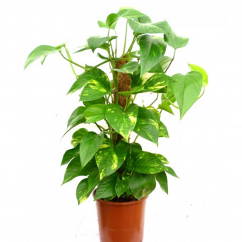 Pothos