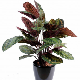 Calathea