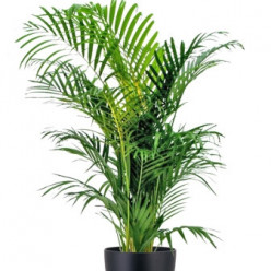 Kentia ou howea forsteriana