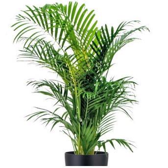 Kentia ou howea forsteriana