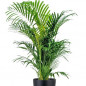 Kentia ou howea forsteriana