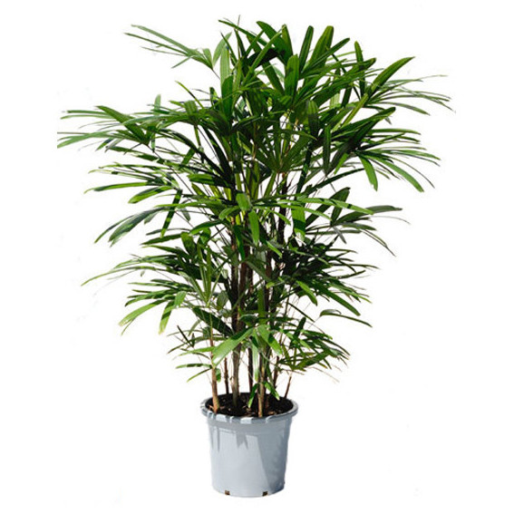Rhapis Excelsa Rhapis Excelsa