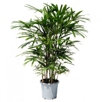 Rhapis Excelsa
