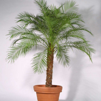 Phoenix roebelenii