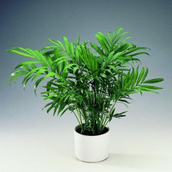 Chamaedorea