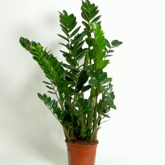 Zamioculcas Zamioculcas