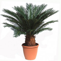 Cycas revoluta
