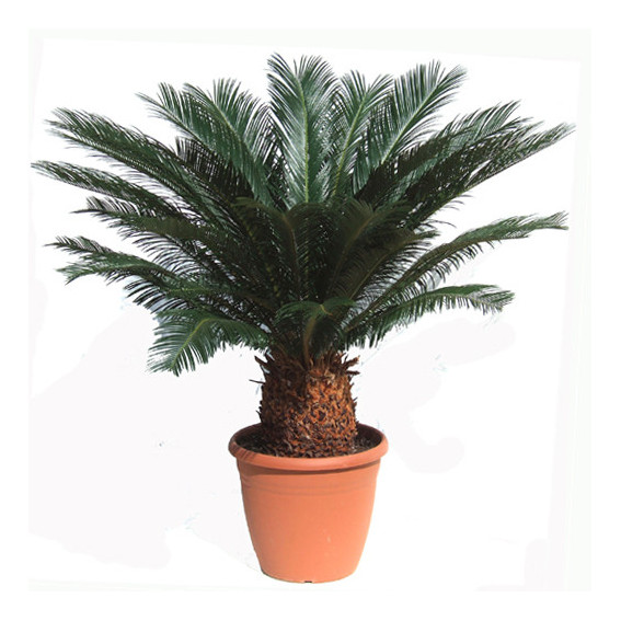 Cycas revoluta