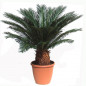 Cycas revoluta