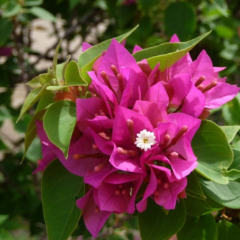 Le bougainvillé