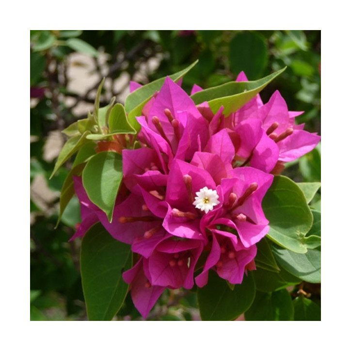 Le bougainvillé