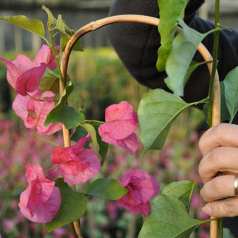 Le bougainvillé