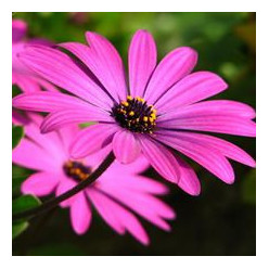Osteospermum