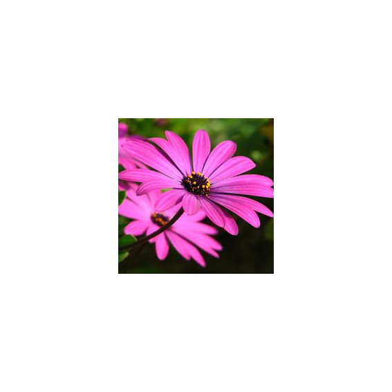 Osteospermum Osteospermum