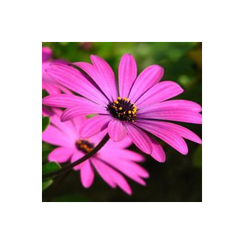 Osteospermum