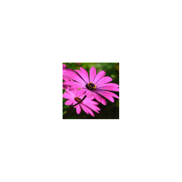 Osteospermum
