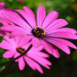 Osteospermum Osteospermum