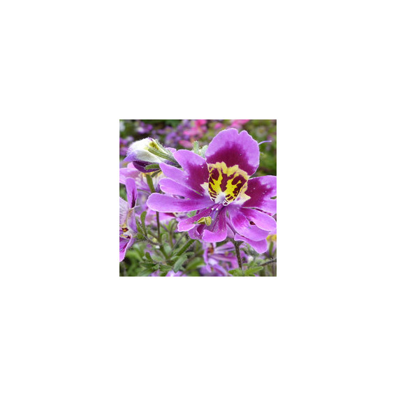 Schizanthus Schizanthus