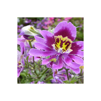 Schizanthus