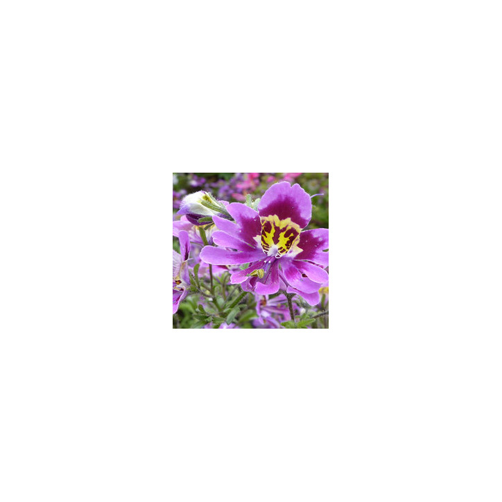 Schizanthus