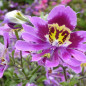 Schizanthus Schizanthus