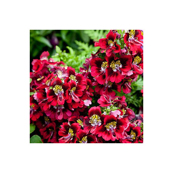 Schizanthus