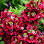 Schizanthus Schizanthus