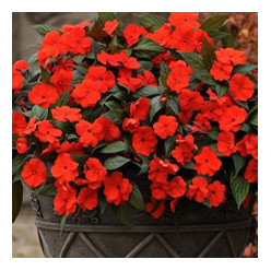 Impatiens de Nouvelle Guinée